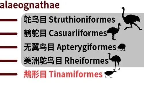 红金樱功效网 | 金樱子和红参泡水功效,金樱子红花的功效与作用